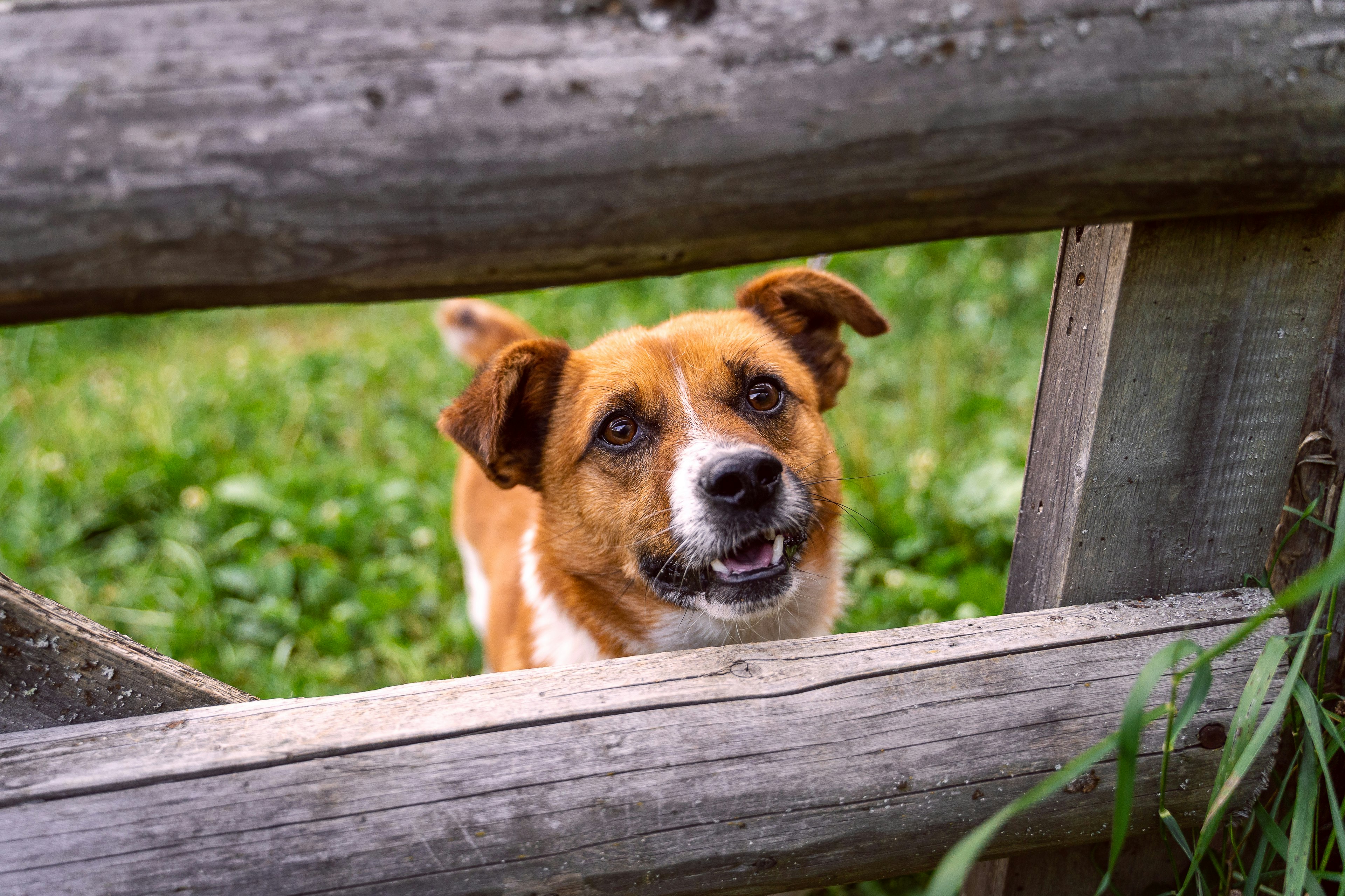 brown and white short coated dog on brown wooden fence during daytime